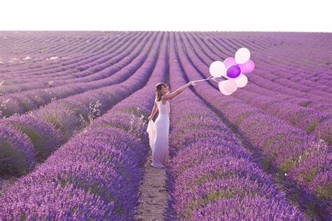 Khám Phá 3 Cánh Đồng Hoa Lavender Pháp Nổi Tiếng Nhất