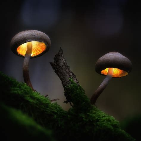 Glowing mushrooms - Dirk Ercken Images