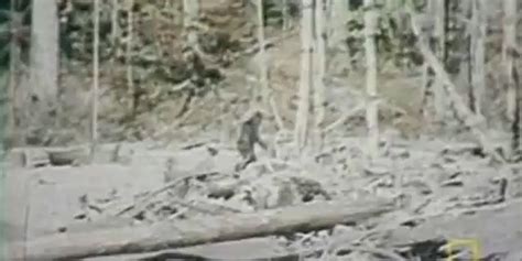 Bigfoot Reportedly Sighted In Northern California Pictures Go Viral