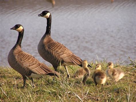 Canada goose | Canadian goose, Goose hunting, Goose