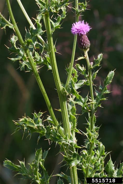 Canada Thistle Cirsium Arvense