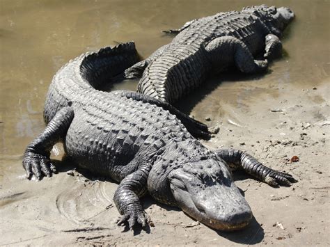 The American Alligator Few Facts And Photographs The Wildlife