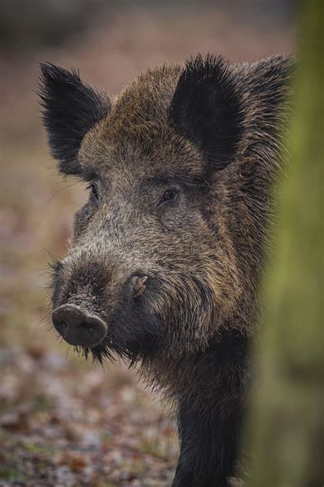 Big Wild Boar In The European Forest Stock Image Image Of Male Brown