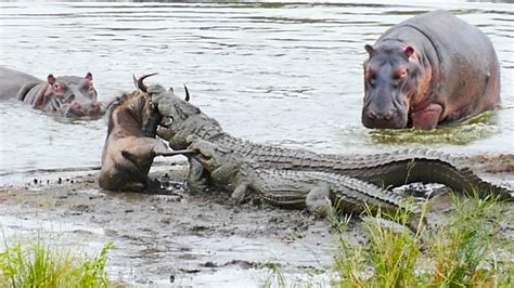 Latest Sightings Greater Kruger Amazing Hero Hippo Saves Wildebeest