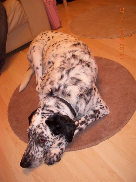 Time spent on social media has increased over the last years. Dino â€" 11 year old Dalmatian Cross dog for adoption