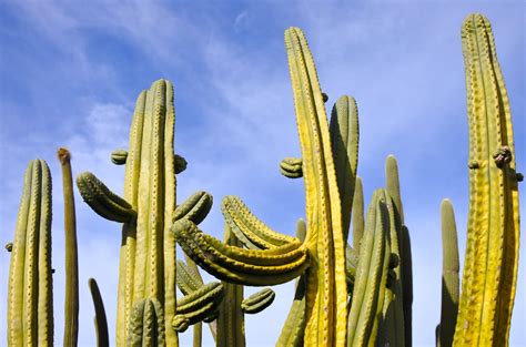 Types Of Stenocereus Cacti: Information About Stenocereus Cactus