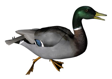 Collection of Duck Hunting PNG HD. | PlusPNG gambar png