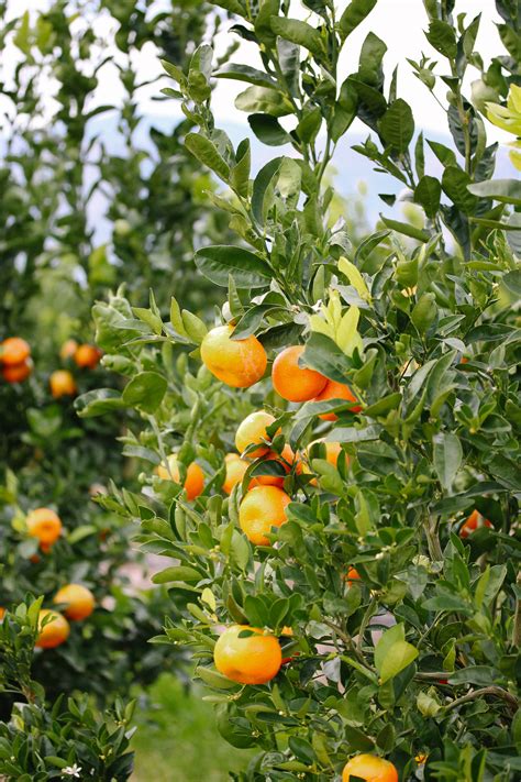 The Most Zesty Citrus Varieties To Know Babylonstoren Blog