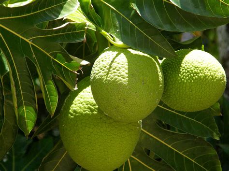 Breadfruit A Tropical Superfood Could Help The Worlds Hungry Tropics
