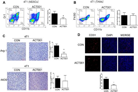 Act001 Reduced The Angiogenesis And The Accumulation Of Myeloid Derived