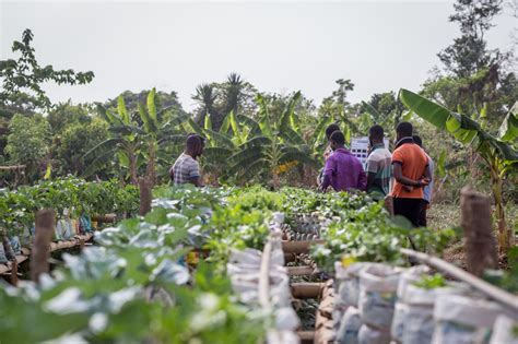 Take Best Practices To Farmers In Rural Ghana Globalgiving