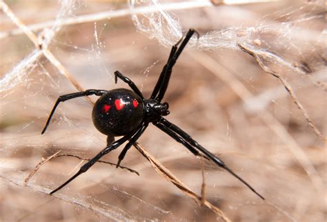 How Do Black Widow Spiders Spin Such Strong Silk •