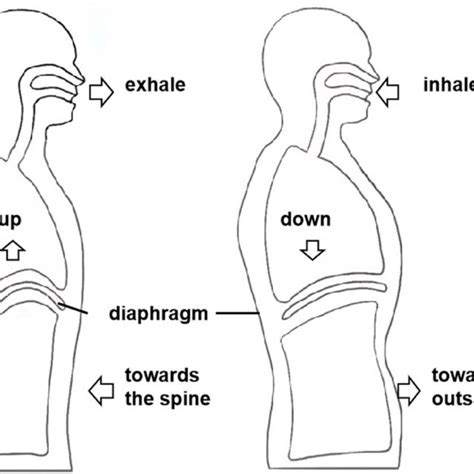 Diaphragmatic Breathing Notes When The Patient Inhales The Abdominal