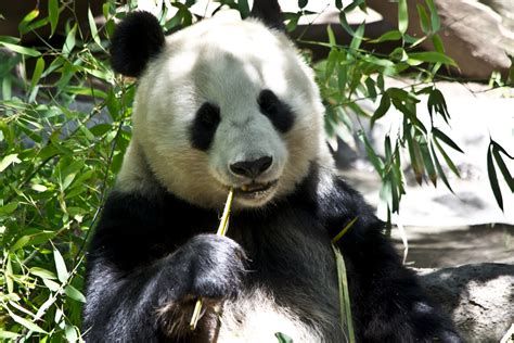 Panda Bear Free Stock Photo Public Domain Pictures