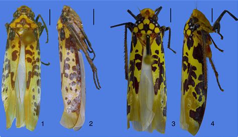 Scielo Brasil A New Species Of The Sharpshooter Genus Onega Distant 1908 Hemiptera