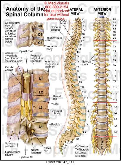 Anatomy Of The Spinal Column Medical Illustration Medivisuals