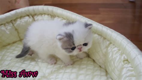 See more ideas about kittens, cute baby animals, kittens cutest. Cute Little Kitten Sneezes - YouTube