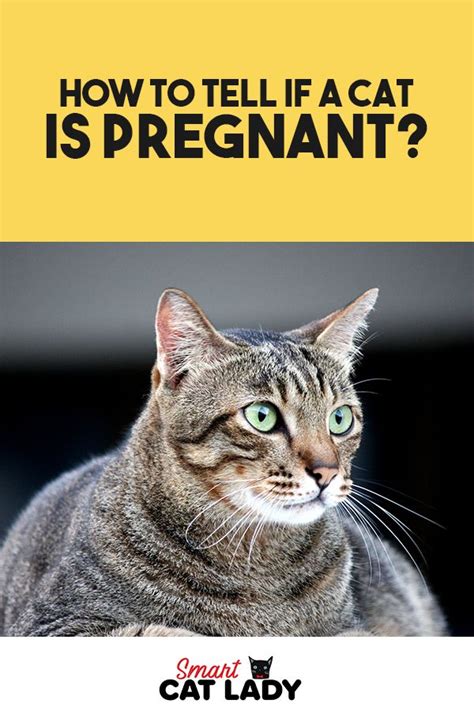 How To Tell If A Cat Is Pregnant Cats Cat Behavior Facts Pregnant Cat