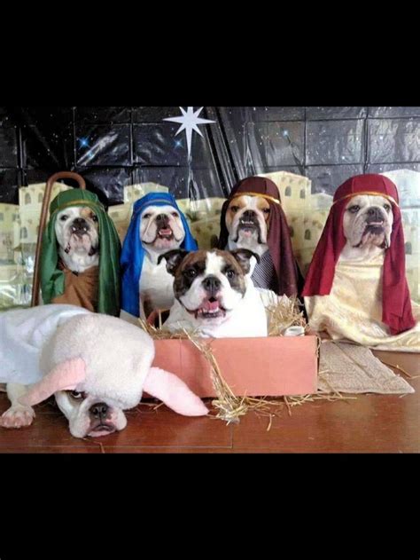 Bulldog Nativity Dogs Pinterest