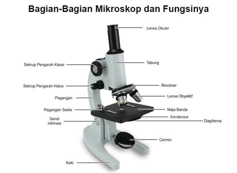 Gambar Mikroskop Binokuler Dan Bagiannya