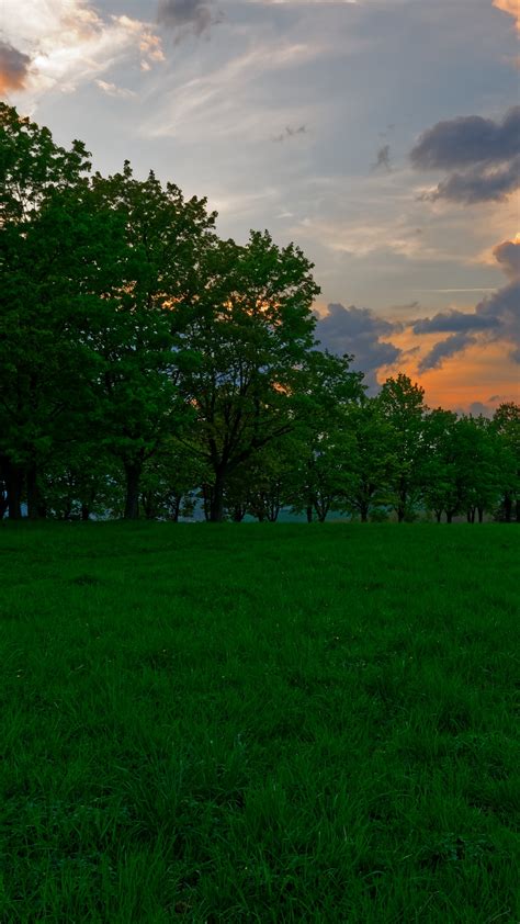 Sunset Meadow Grass Wallpaper 1080x1920