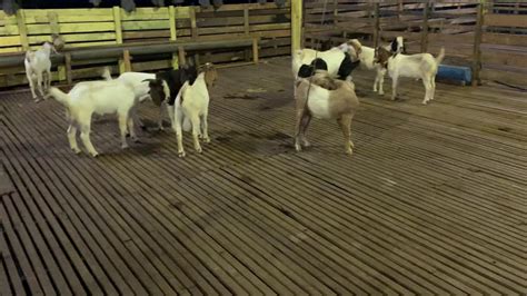 Feed Lot Boer Goats Youtube