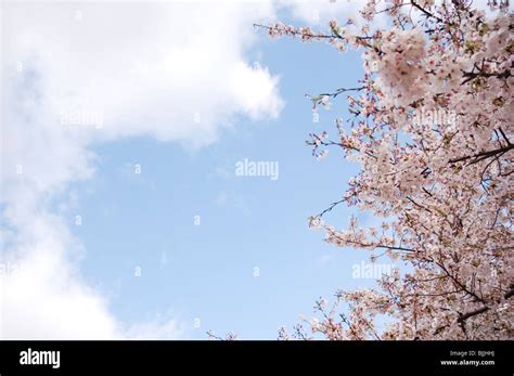 Pink Cherry Blossoms Against A Blue Cloudy Sky Stock Photo Alamy