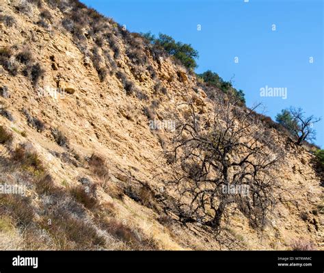 Rugged Dirt Hillside With Sturdy Trees In The Santa Monica Mountains At