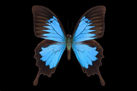Blue Emperor Butterfly Isolated On A Black Background Stock Photo