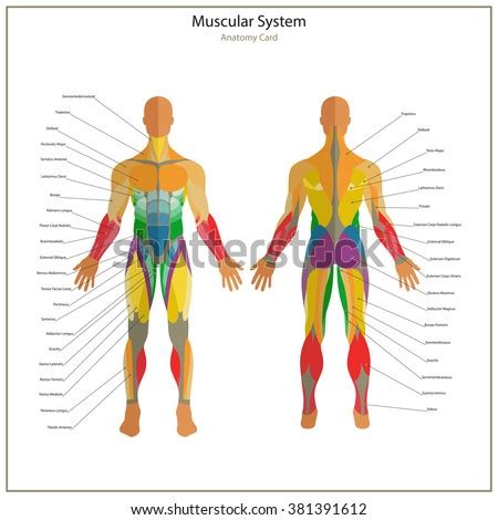 12 photos of the muscles labeled front and back. Muscle Anatomy Stock Photos, Images, & Pictures | Shutterstock