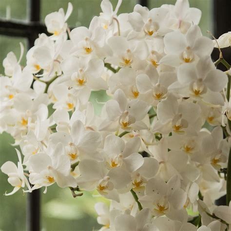 Buy Moth Orchid Syn Phalaenopsis Soft Cloud Phalaenopsis White