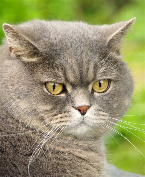 If your cat's hot spots are not caused by any of the other potential reasons, a food allergy may be the culprit. Hot Spots On Cats - Causes, Symptoms, and Skin Saviours