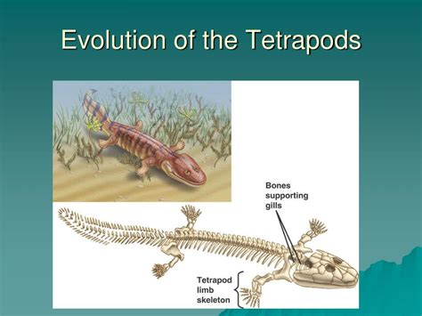 Ppt Evolution Of The Tetrapods Powerpoint Presentation Free Download Id 5517707