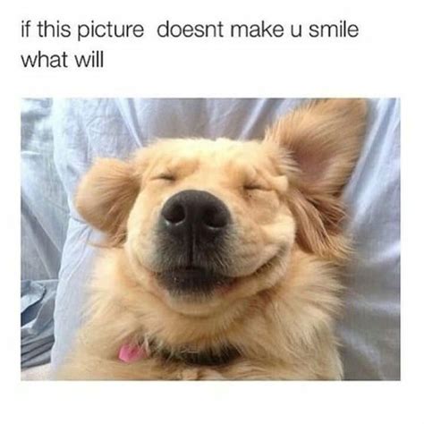 Golden Retriever Smiling Meme Insidious Looking Golden Retriever