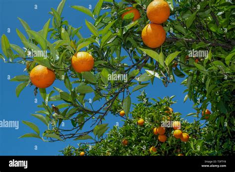 Orange Tree With Ripe Oranges On Island Madeira Stock Photo Alamy