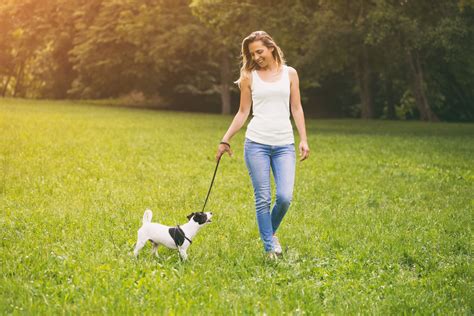 Why You Should Be A Dog Walker