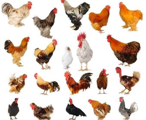 Pickin Chickens How To Choose A Breed