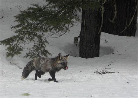 Rare Sub Species Of Red Fox Captured In Oregon For First Time