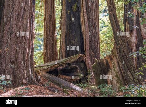 Big Basin Redwoods State Park Santa Cruz County California Usa Stock