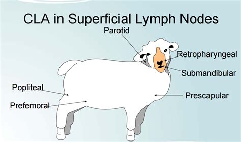 Caseous Lymphadenitis Vet In Training