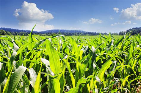 Free Images Meadow Prairie Flower Green Harvest Crop Corn