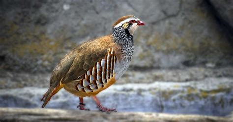 Rüyada Keklik Görmek Ne Anlama Gelir? - Diyadinnet Rüya Tabirleri