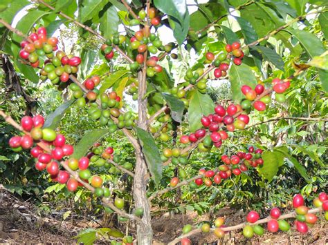 ``así pues, todo el diezmo de la tierra, de la semilla de la tierra o del fruto del árbol, es del señor; Café, Campo y Ambiente: El café cereza...... la magia de ...