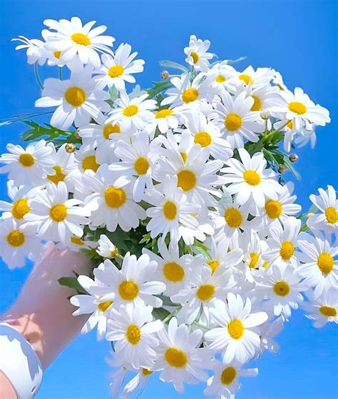 Top nhiều hơn hình ảnh hoa cúc trắng đẹp nhất hay nhất Starkid