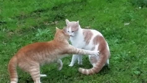Cats Fighting Compilation Youtube