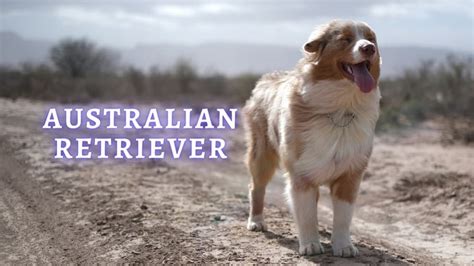 australian shepherd golden retriever mix full breed profile