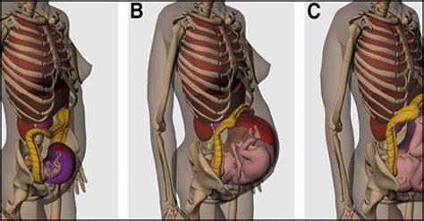 Three Views Of The Human Body Showing Different Areas Of The Torso And