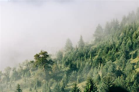 Misty Pine Tree Forest In The Mountains Stock Image Image Of Misty