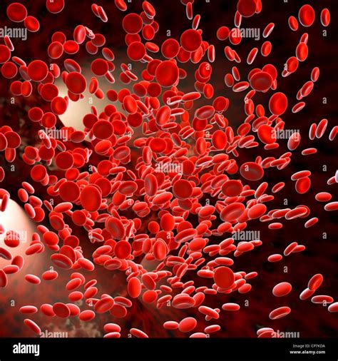 Electron Microscope Red Blood Cells Under Microscope Micropedia