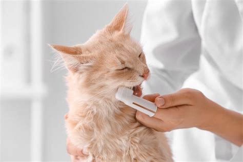 Mouth Ulcers In Cats Causes Symptoms And Treatment Unianimal